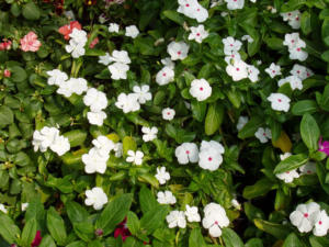 Vinca