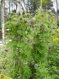 America Wistera
