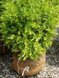 American Boxwood