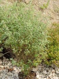 Butterfly Bush 