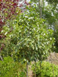 Flowering Pear Tree 