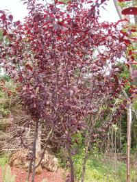 Flowering Plum Tree 