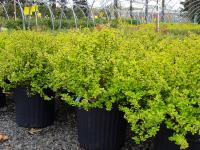 Gold Barberry 