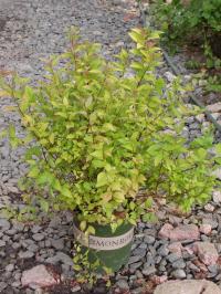 Goldmound Spirea 