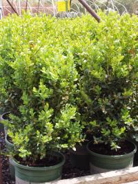 Green Mountain Boxwood 