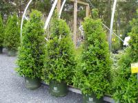 Hinoki Cypress 