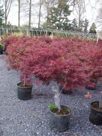 Japanese Red Maple