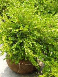 Korean Boxwood 