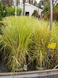 Pampas Grass 