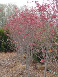 Pink Dogwood 