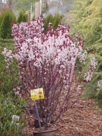 Purple Sand Cherry