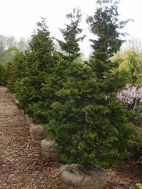 Pyramidal Cypress 