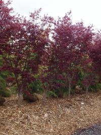 Red Japanese Maple 