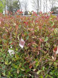 Redtip Photinia 