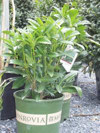 Schipka Cherry Laurel 