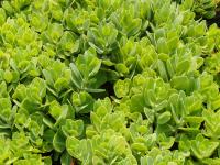 Sedum 