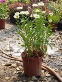 Shasta Daisy 