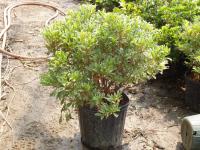 V Azalea Silversword  