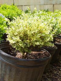 V Dwarf Boxwood  