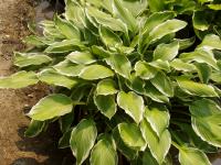 V Hosta  