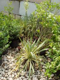 Varigated Yucca  