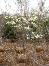 White Dogwood  