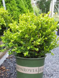 Wintergreen Boxwood  